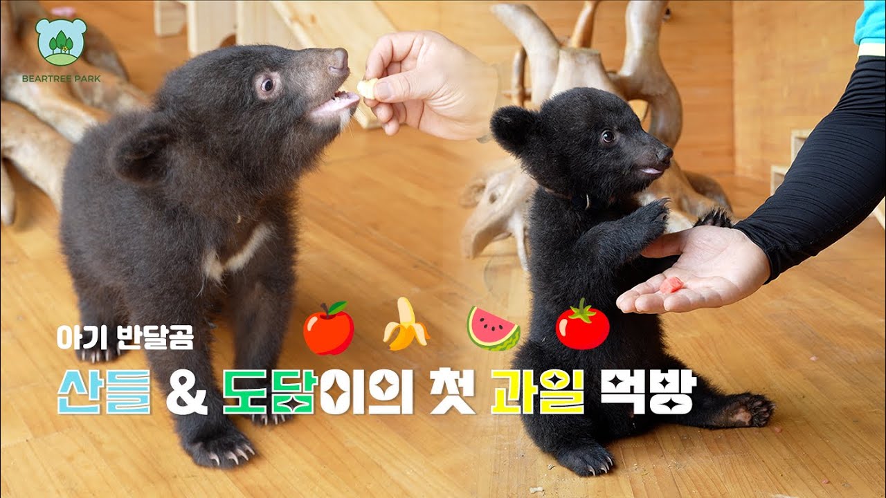 아기 반달곰 형제 (산들 & 도담)의 첫 과일먹방