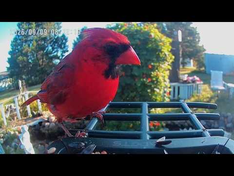 Bird Cam - One Doesn't Belong Here!