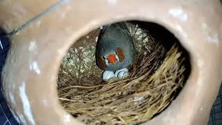 Finches breeding careing explaing in Tamil