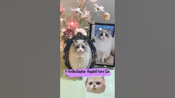 Ragdoll Fairy Cat , FeltedbySophia custom Wool Felt Needle Felting Simulation #fairycat