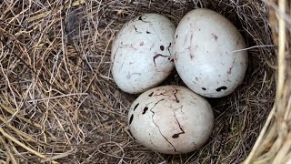 Bird Nesting Walk. No.3. Strange Song Thrush Find!!