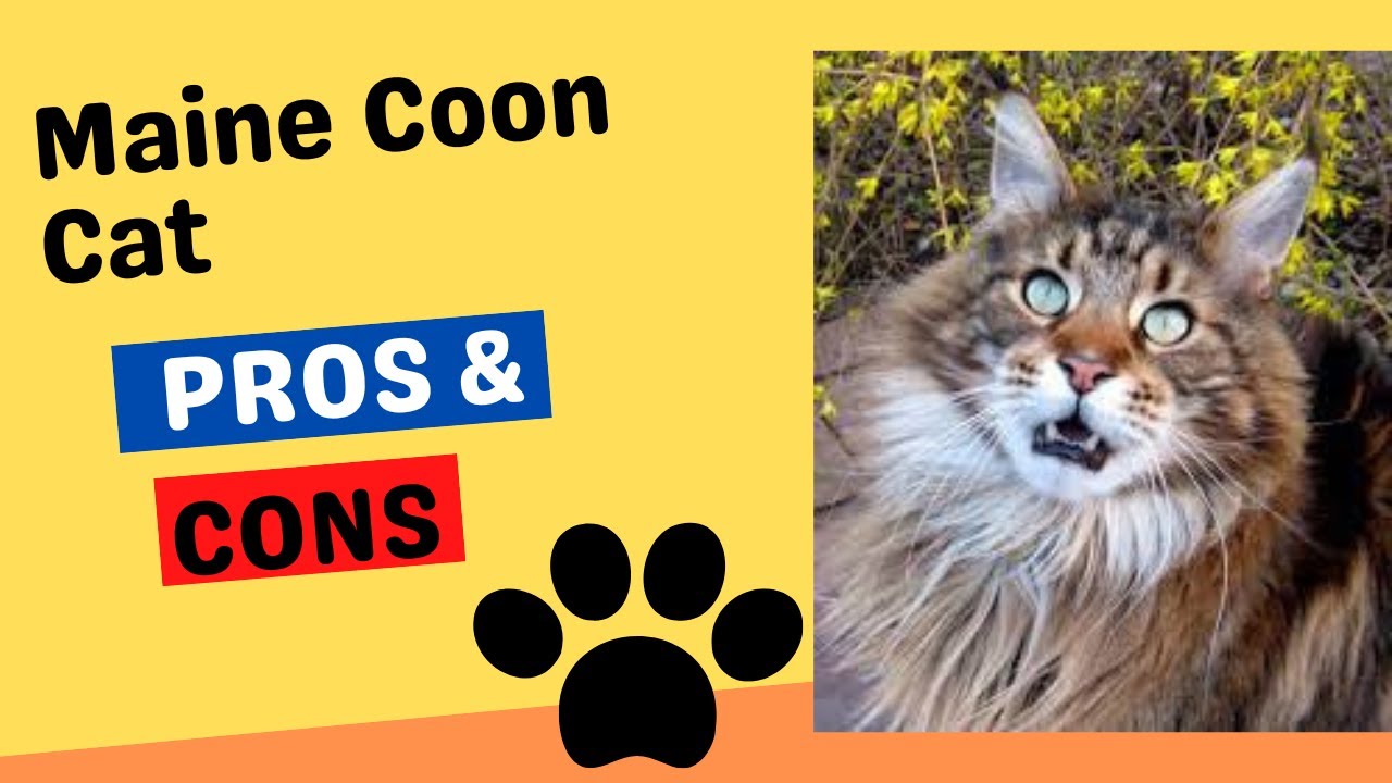 Maine Coon Cat Pros and Cons YouTube