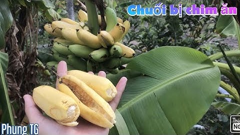 Quá tuyệt khi gặp Buồng chuối chín BÓI trong vườn | Banana in garden