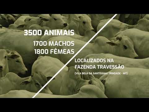 3° VIRTUAL PRODUÇÃO FAZENDA TRAVESSÃO