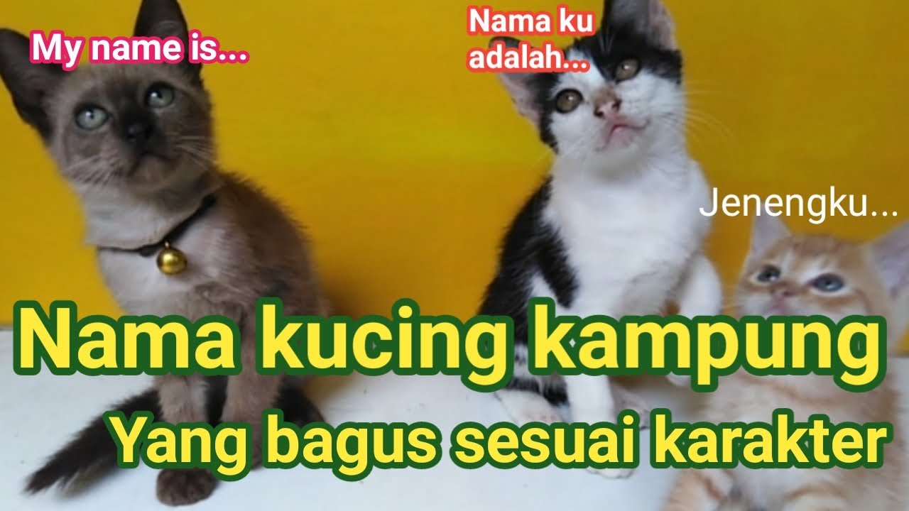 Nama nama kucing lucu