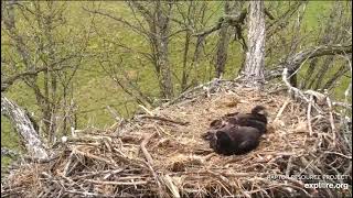 Decorah North Nest 5-9-21, Deer moving through, followed by coyote