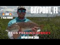 ❗️Redfish on a Feeding Frenzy❗️Bayport, Florida❗️