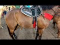 Bastante animais na Feira de cavalo em Caruaru pe dia (24/08/2021)  veja os preços🐎🐎🐎🐎