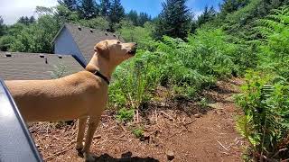 Mountain View Cur Barking