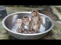 Three Little Monkey (Dodo, Donal And Moly) Waiting Mom Bathing Very Quiet And Obedient