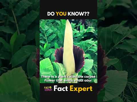 Video: Rafflesia Arnoldi և Amorphophallus Titanium՝ աշխարհի ամենամեծ ծաղիկները