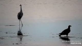 Mississippi River Flyway - Intriguing Behaviour of Eagles and Cranes. 11 Sep 2021