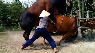 Amazing Dangerous Powerfull Mating Cow - Mating Cows ★Life Of Cows ✔ #4 Amazing Dangerous Powerfull Mating Cow - Mating Cows ★Life Of Cows ✔ #4