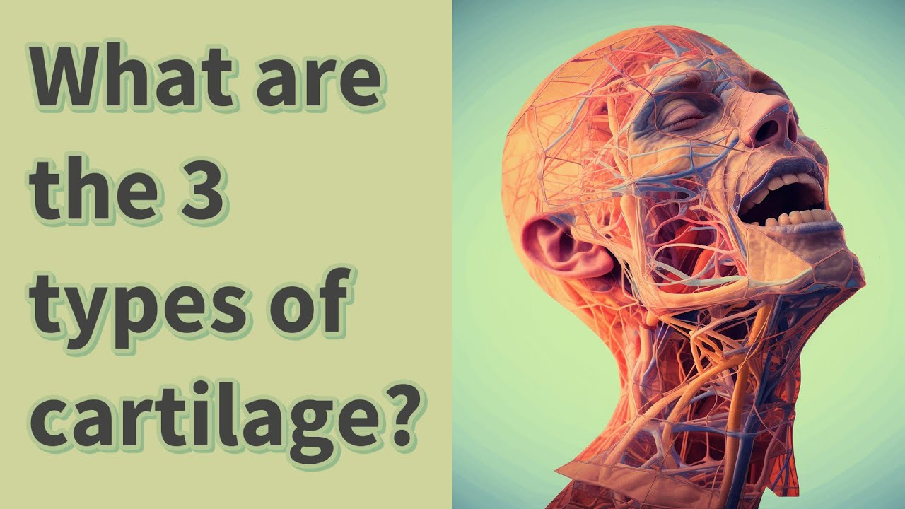 What are the 3 types of cartilage? Biology Diagrams