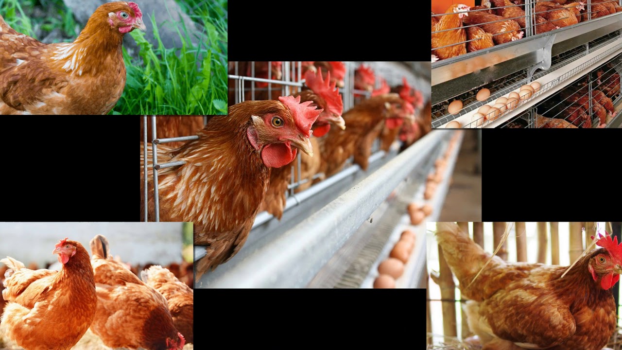 Ayam Petelur Jember 