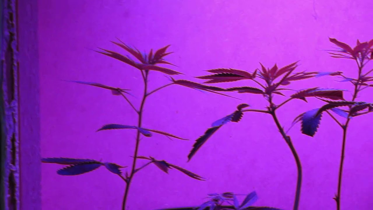 G6 JetFuel VeranoBrands Bagseed