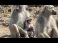 Baboon baby copyright free animals