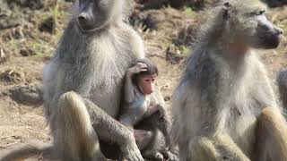 Baboon Baby Copyright Free Animal Videos