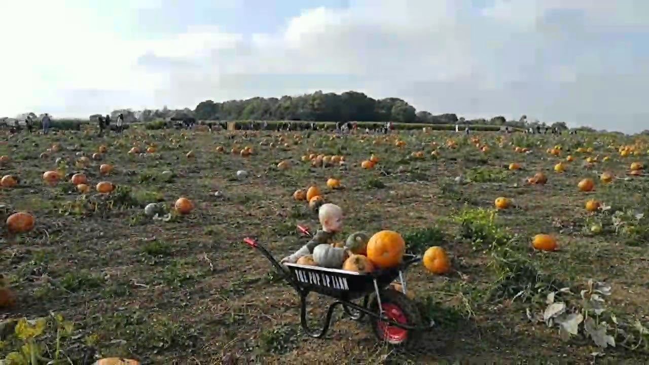 Pop up farm Pumpkin patch pick your own Hertfordshire YouTube