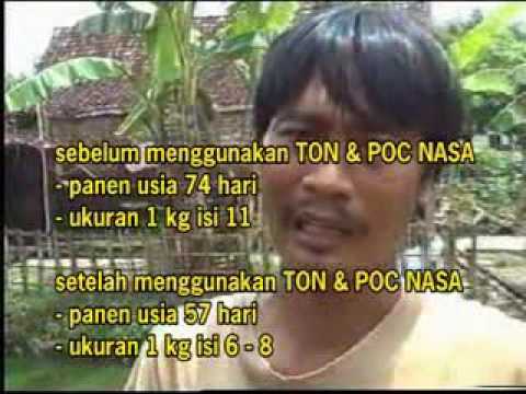 cara-tepat-dan-benar-pembenihan-dan-pembesaran-budidaya-lele