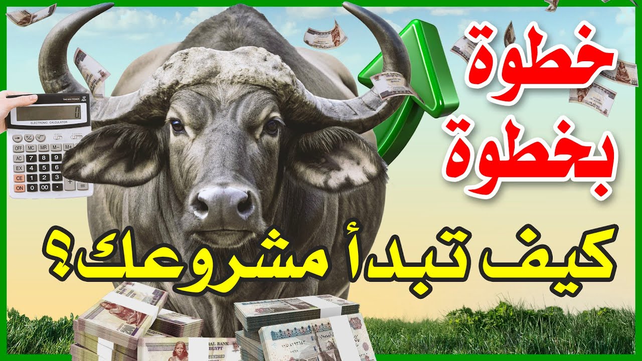 كيف تبدأ مشروعك الخاص في تربية المواشي | خطوة بخطوة إلى عالم تربية الجاموس