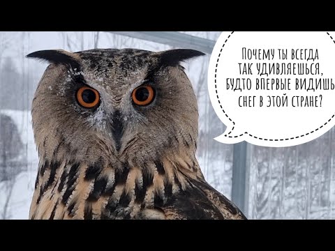 Видео: Погода решила, что мне не надо в Москву. Ну ладно, остаёмся зимовать с совами. УГУ вернулись!