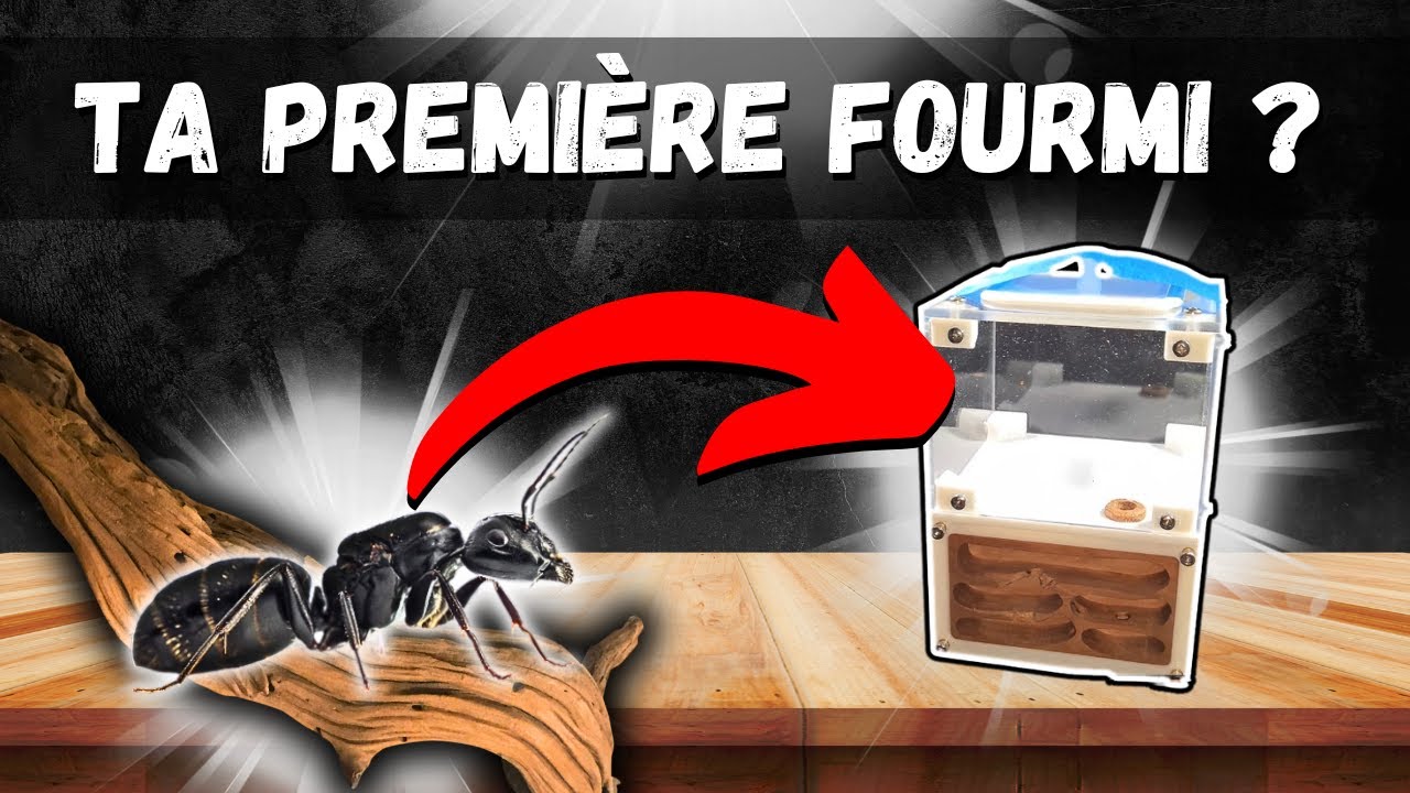 Commencer l'élevage de fourmis ? Voici un excellent choix pour vous - Camponotus vagus 🐜🐜🐜