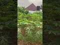 Home cassava garden in kumasi ghana