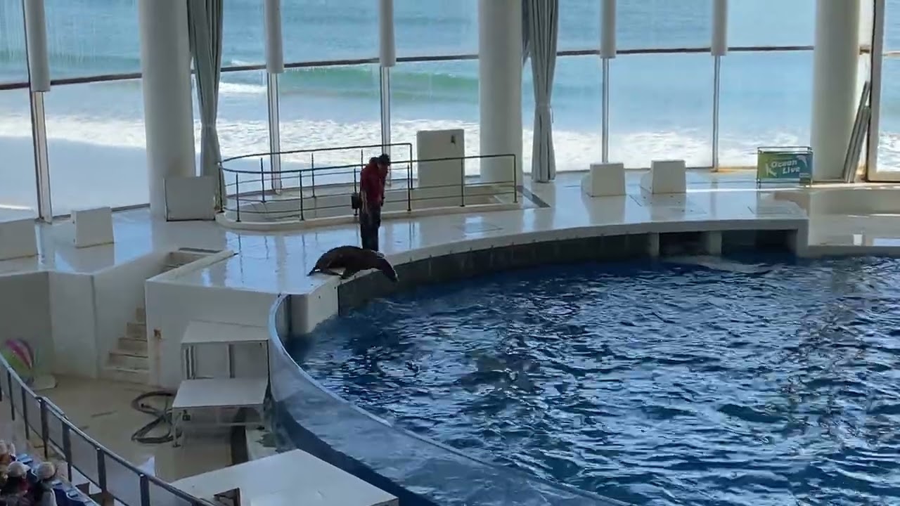 大洗水族館オーシャンライブ　イルカ、アシカショー26/02/20-10:30アシカ、イルカ同時ジャンプ❣️