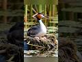 La forcha y su nido flotante #animals #art #aves