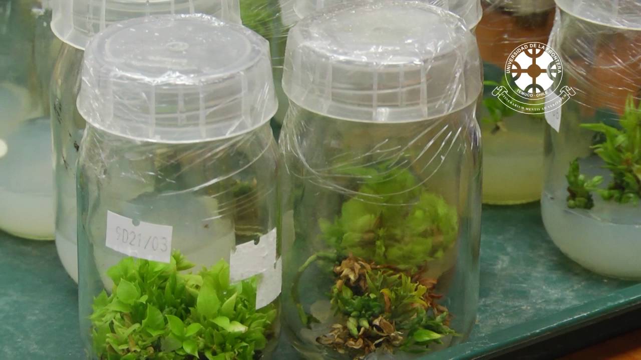 Biorremediación de suelos contaminados con arsénico e hidrocarburos policíclicos UFROVISIÓN Biorremediación de suelos contaminados con arsénico e hidrocarburos policíclicos UFROVISIÓN