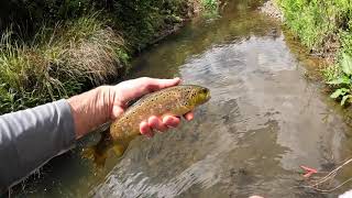 Otways Trout in Early Summer #23