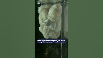 Octopuses have a REM-like sleep state where they appear to dream