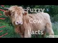 4 Facts About Highland Cows