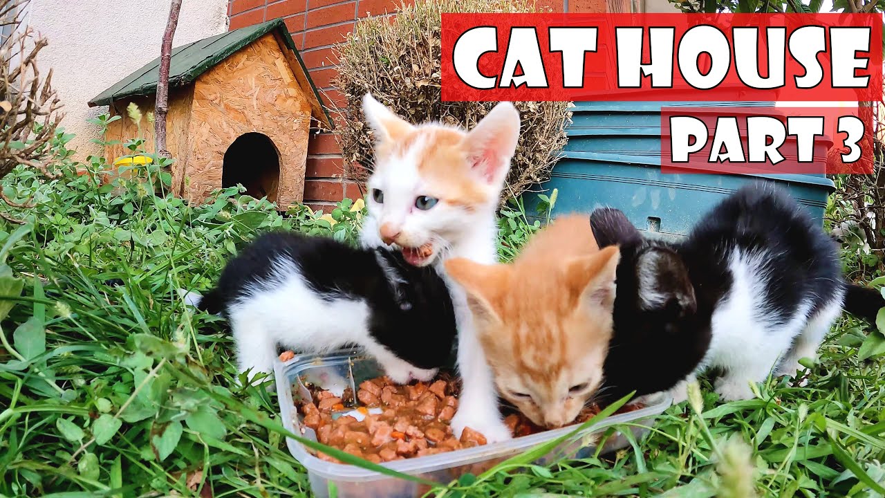 Мамы котят пропали без вести уже неделю. Я должна быть их матерью какое-то время. Часть 3