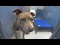 Tour of the Las Vegas Adoption Dog Pound, Walk Through Animal Foundation