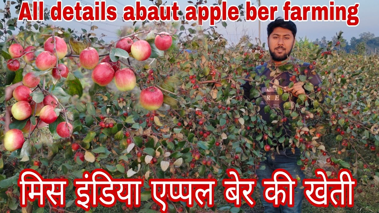 Miss India!!भारत सुन्दरी बेर की खाती कितना फ़ायदाजनक हे, या इसका खाती के बारामे पुरा जानकारी