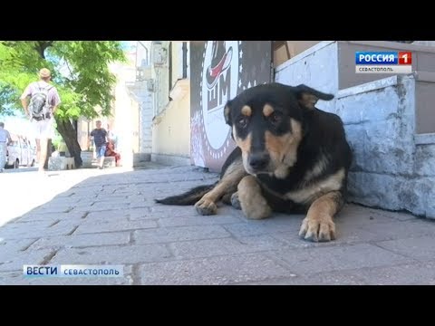 Стерилизацией бездомных собак в Севастополе занимались сомнительные организации