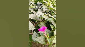 12th Biology😷✌Heredity : Four O