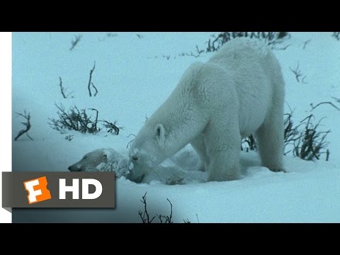 Arctic Tale (5/10) Movie CLIP - Starving in the Blizzard (2007) HD