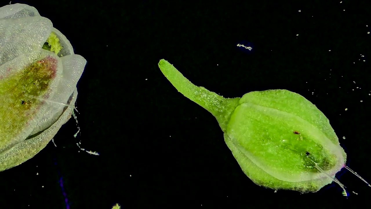 Vista al microscopio de flores de Capsella bursa pastoris y Cardamine