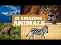 Fun facts about animals  facts about animals for kids  facts about animals for 1st  5th grade