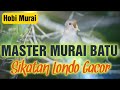 Masteran Ampuh Sikatan Londo Gacor Jeda Untuk Murai Batu Mp3 - Mp4 Download