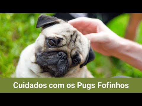 Cuidados com os Pugs Fofinhos 