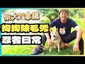 忍者日常Vlog 柴犬 拿鐵 高清除毛秀