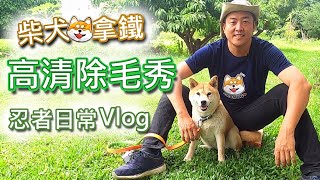 忍者日常Vlog 柴犬 拿鐵 高清除毛秀