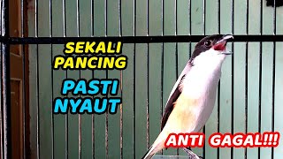 CENDET GACOR BIKIN LAWAN IKUT BUNYI ❗️ MASTERAN CENDET GACOR DOR 100% AMPUH UNTUK MASTERAN CENDET