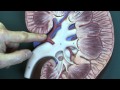 Renal System 2, Kidneys