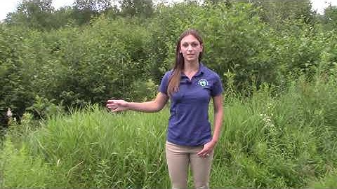 Tree Farm 2020 Virtual Field Day: Part 6 Alder Shearing