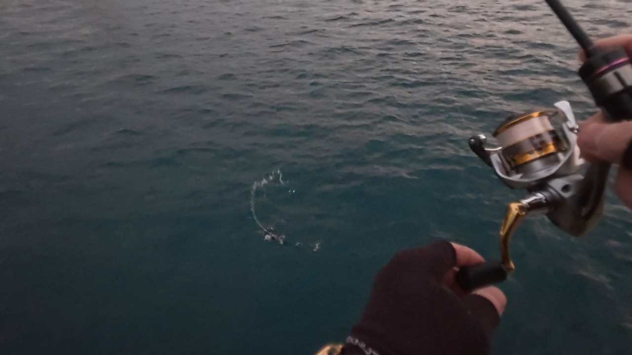 アジングでするのはこれだけ、、、寒い真冬の和歌山の海の釣りをめいっぱい楽しむ！意外なターゲットも登場 #fishing